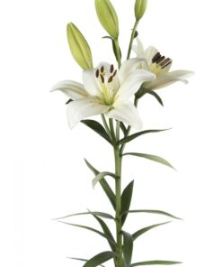 LA Lily Nova Scotia