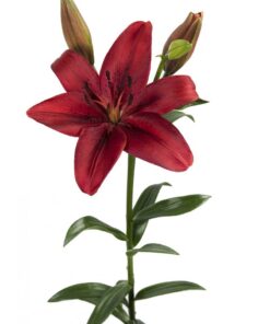 LA Lily Original Love