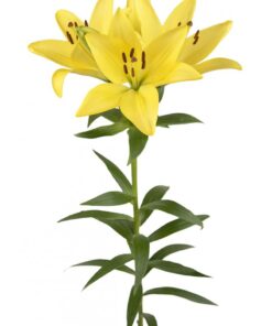 Array,Lily Yellow Hybrid