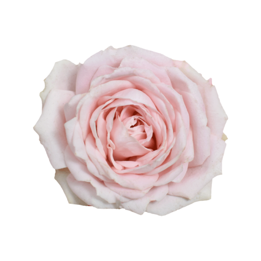 GARDEN ROSES LEA ROMANTICA 40 CM Garden Roses