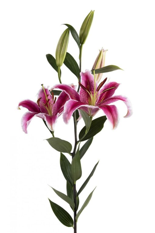 Oriental Lily La Mancha