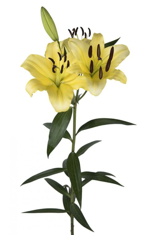 Oriental Lily Lesotho