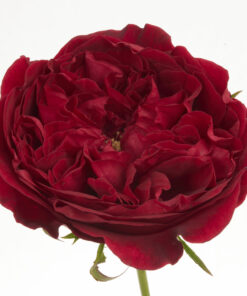 GARDEN ROSE DAVID AUSTIN TESS 40CM