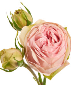 GARDEN ROSE BRIDAL PIANO 40CM Garden Roses