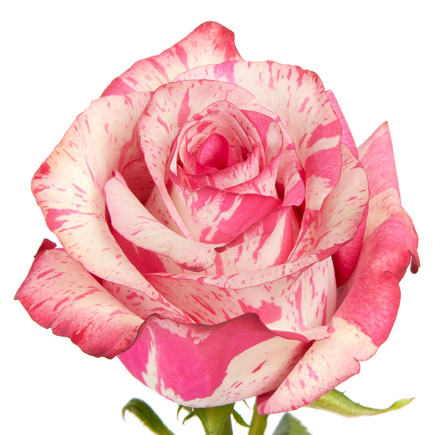 Rose Jessica Pink 50cm