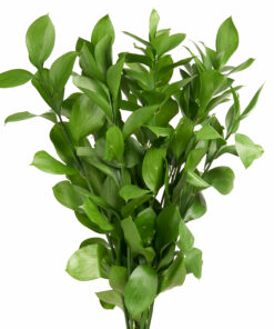ISRAELI RUSCUS
