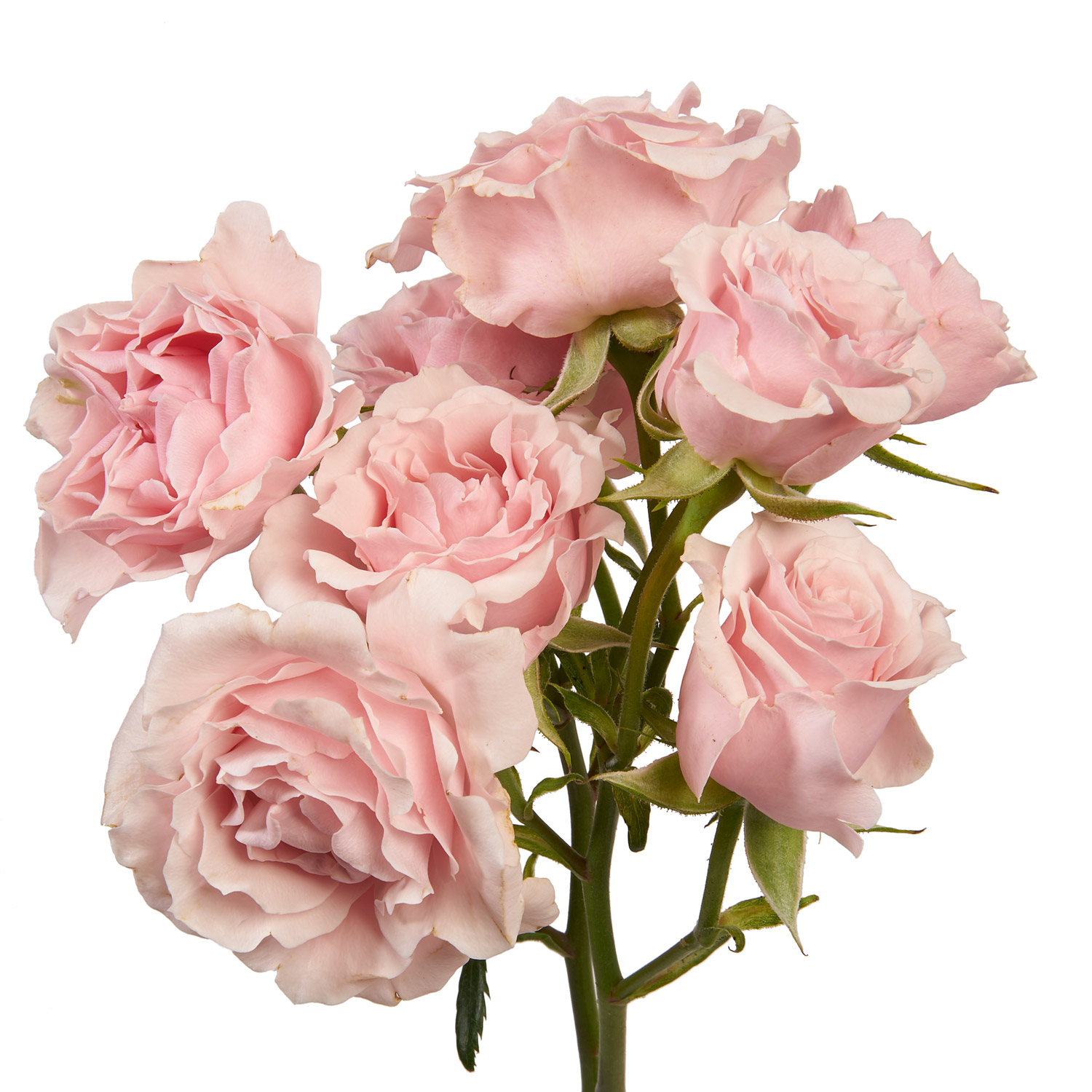 rose rose✨ Spray Roses Pink MAYOLIKA 160STBX 40cm - FMI Farms