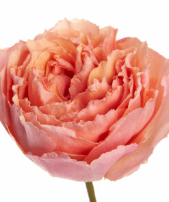 GARDEN ROSES SALMANAZAR 50 CM Garden Roses