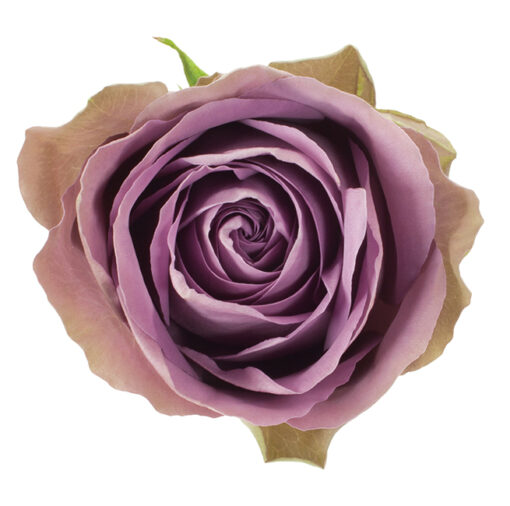 Array,Tiara 50cm Roses Lavender Bi Color