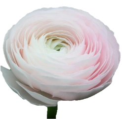 Ranunculus Cloni Success Hanoi Blush White 30/35 cm
