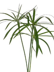 Umbrella Palm Green 50 60cm