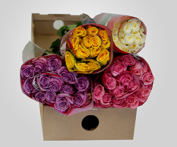 Rose Assorted 50/60 cm