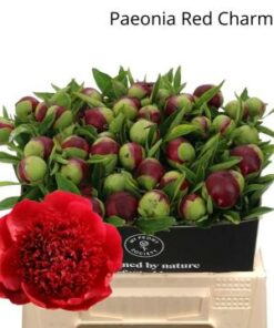 PEONY RED CHARM