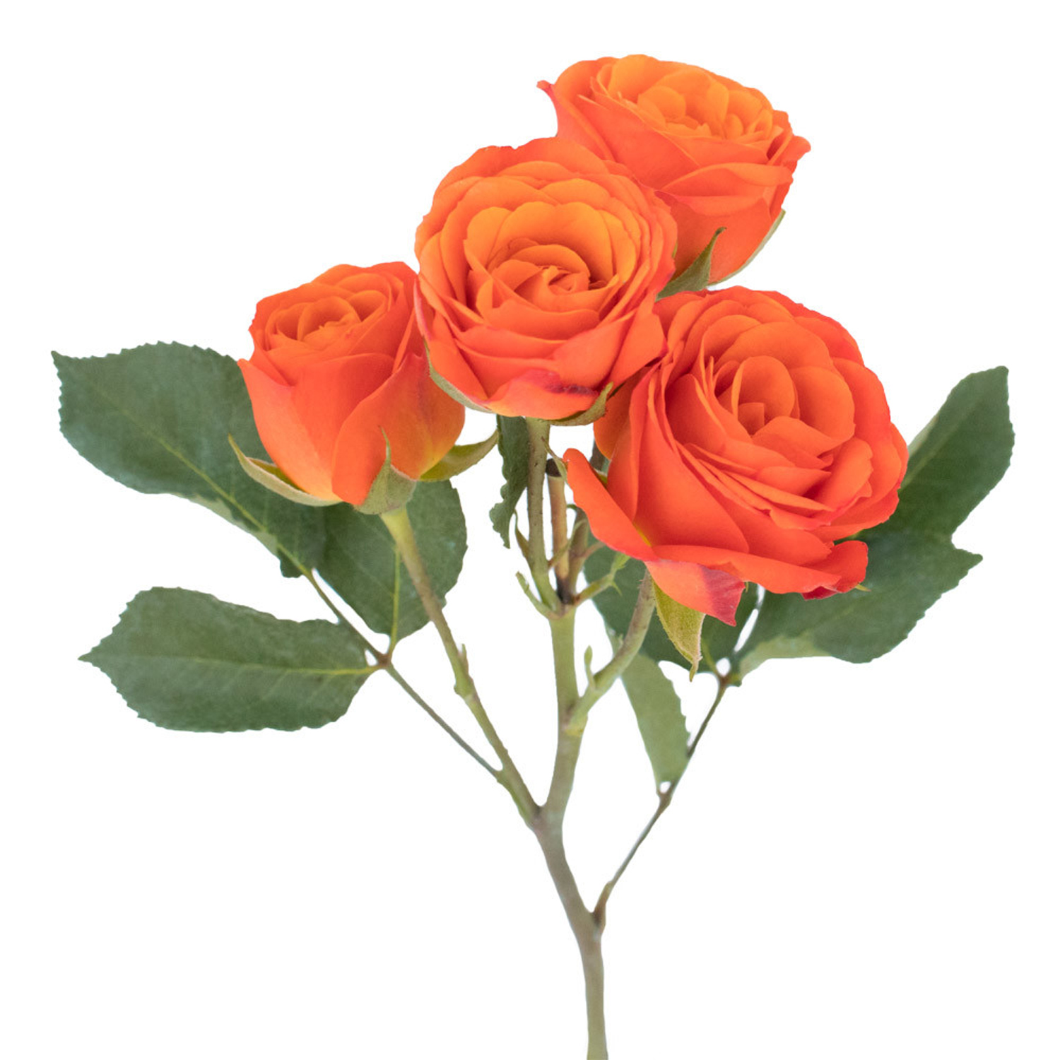 Orange & Yellow Spray Roses Orange & Yellow Spray Roses