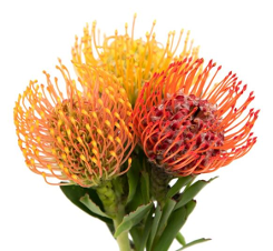 Protea Pincushion Asst Mix 50 cm