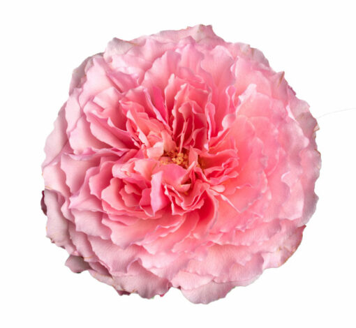 Garden-Rose-Mayra-Pink