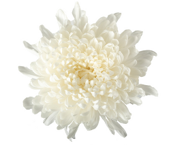 MUM CREMON WHITE GAGARIN ECUADOR 70CM