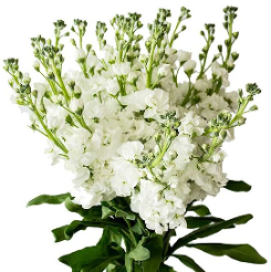 STOCK DOUBLE WHITE 70CM