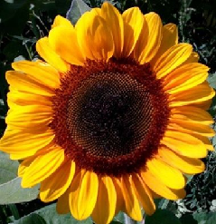 SUNFLOWER YELLOW VINCENTS CHOICE (BROWN CENTER) SELECT