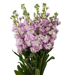 STOCK DOUBLE LAVENDER 70CM