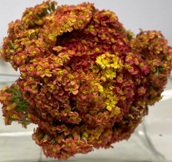 ACHILLEA ORANGE YARROW COTTAGE PERU SELECT