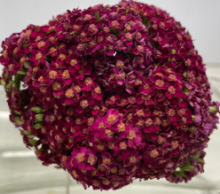 ACHILLEA RED YARROW COTTAGE PERU SELECT