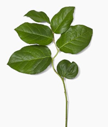 GREENS GREEN SALAL (LEMON LEAF) TIPS