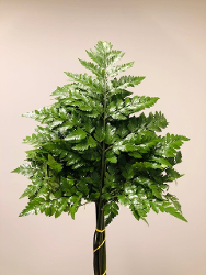 Leatherleaf Green 35BU/BX IMPORTED 55-60cm