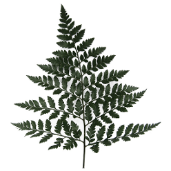 Leatherleaf Green SELECT 35BU./BX. FLA 55-60cm
