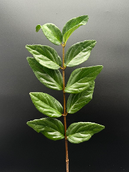 Viburnum Green 30BU/ 10 STEMS 55cm