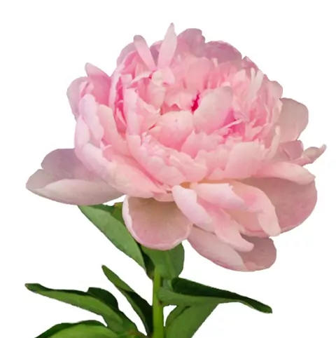 Peonies