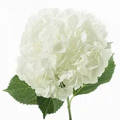 Hydrangeas