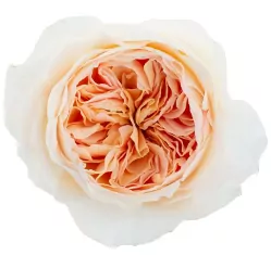 Garden Roses